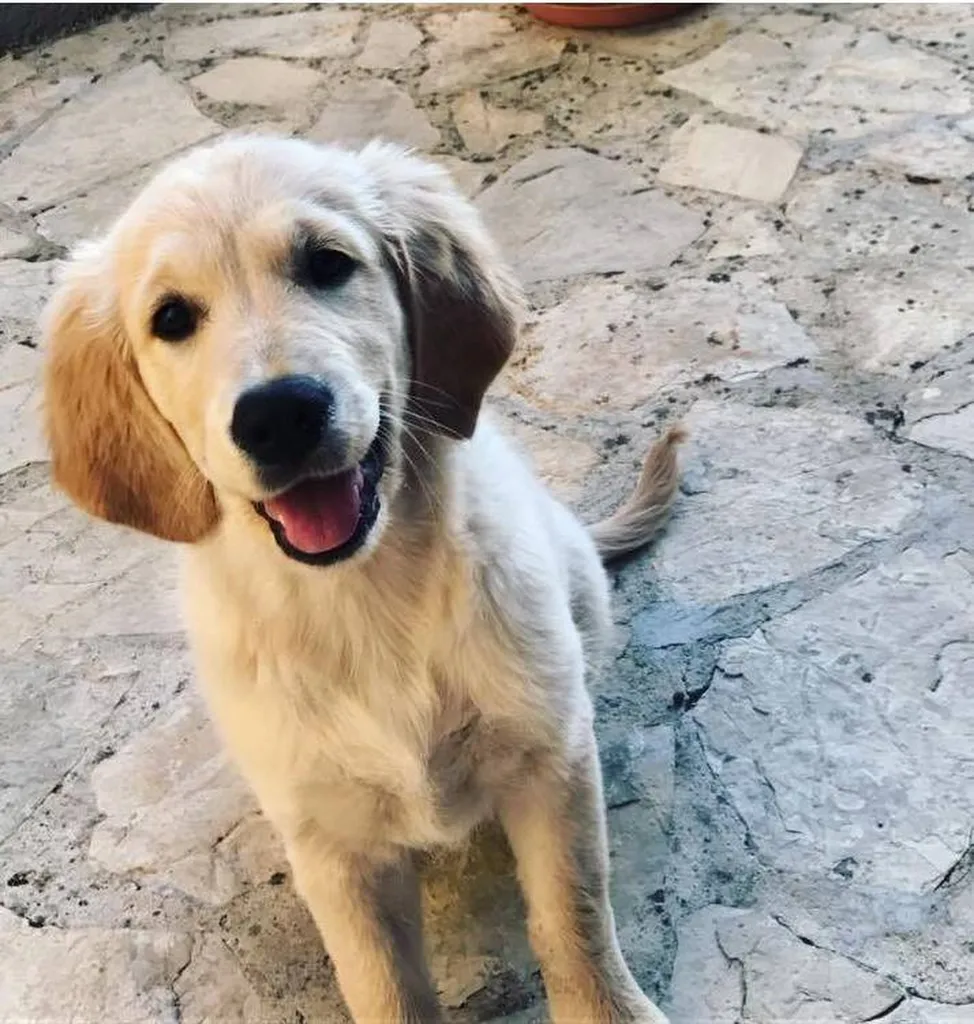 Service de garde d’animaux à domicile pour particuliers à Six fours les plages