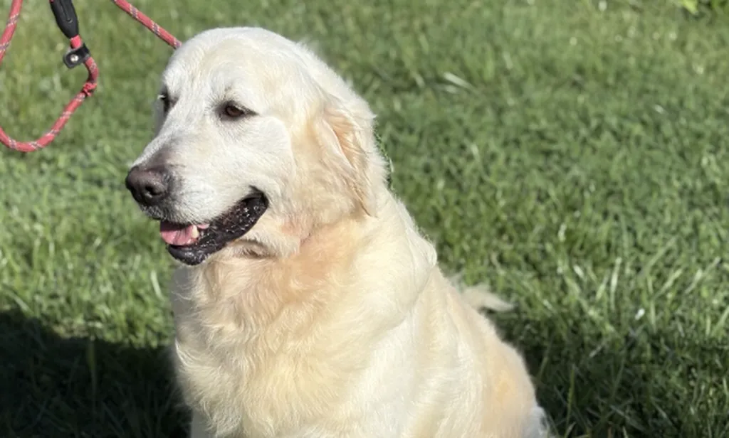 Plouf, Golden Retriever, cherche sa famille pour une belle retraite