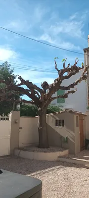 Élagage d'un mûrier platane à Marseille Mazargues 13009