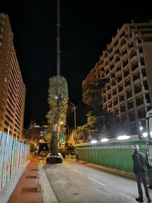 Olivier multi centenaire avec grue à Monaco