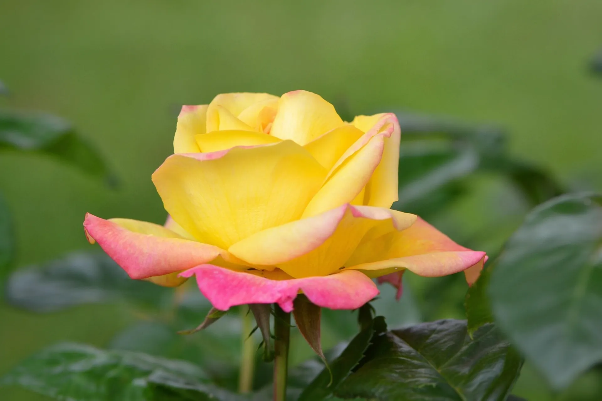 psy spécialiste de la jalousie paris