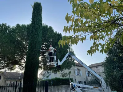 Élagage de cyprès dans le Lubéron par un paysagiste