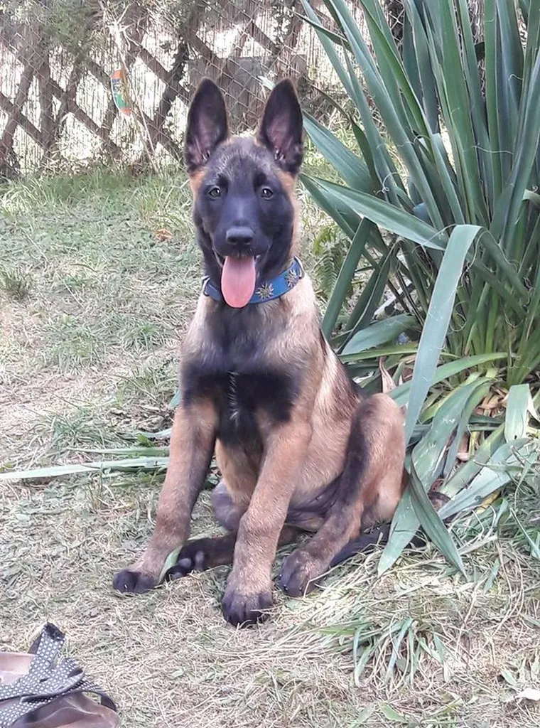 Vente de chiots BERGER BELGE MALINOIS dans le Vaucluse à Avignon.