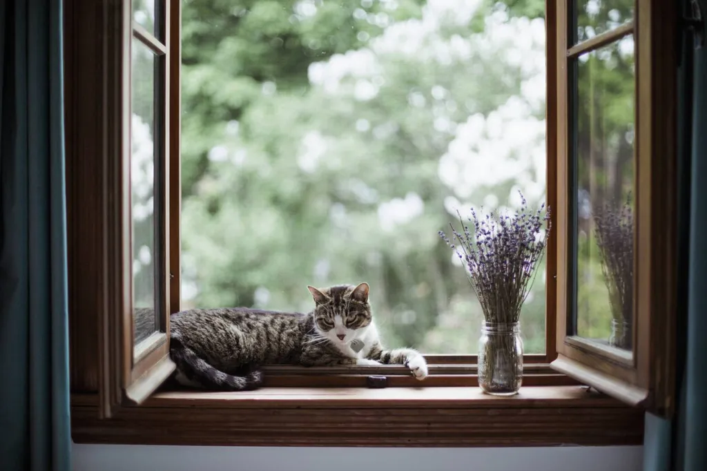 Changement de fenêtres bois à Lyon
