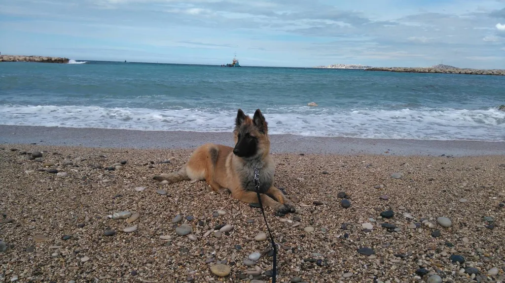 CHIOTS BERGER BELGE TERVUEREN AVIGNON