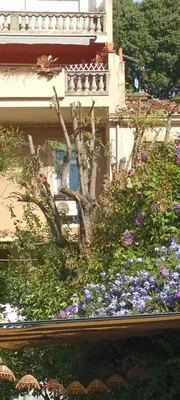 Élagage d'un acacia et d'un figuier à Marseille 13007