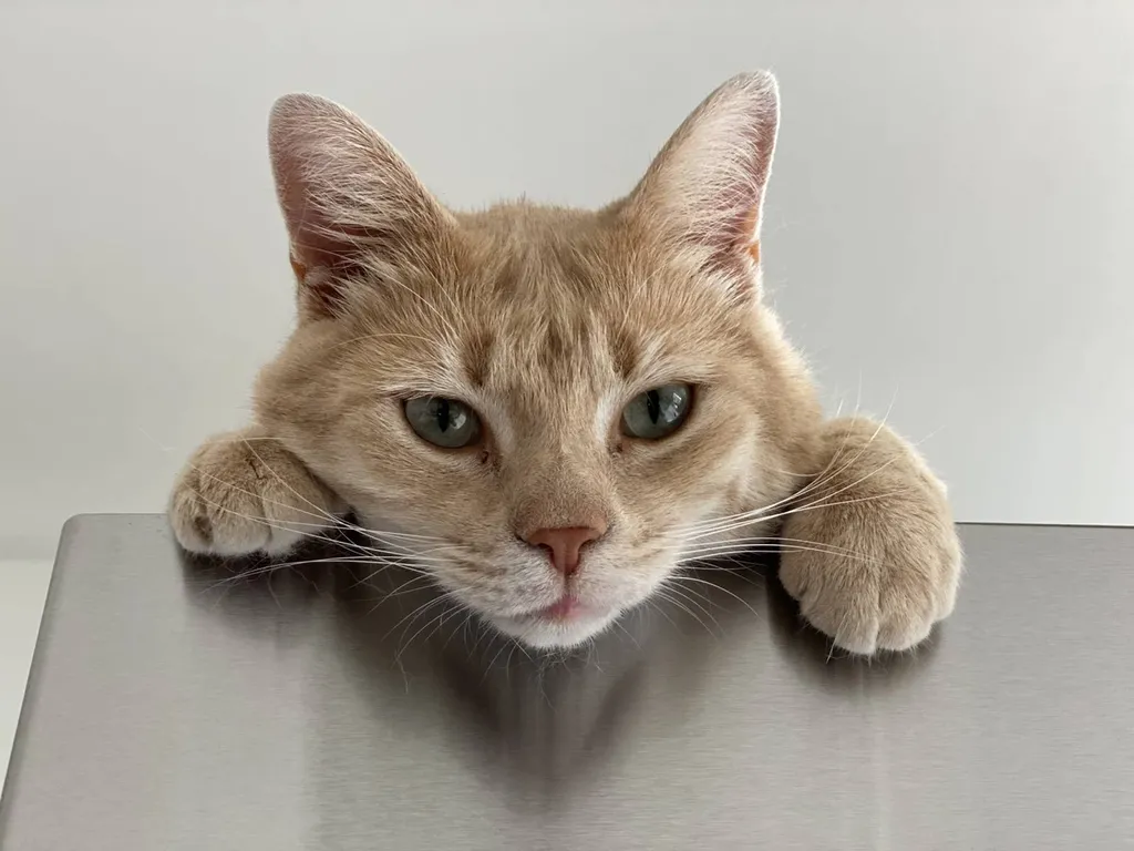 garde de chats à Rillieux