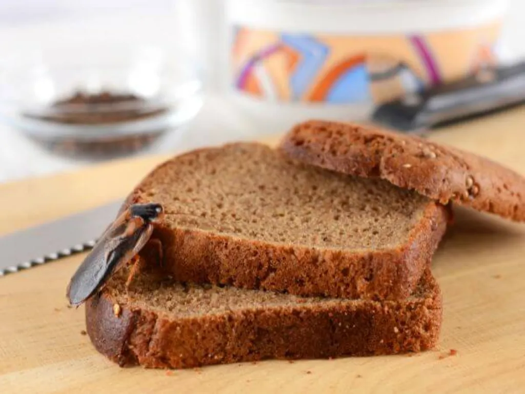 Cafards et chats : comment protéger votre maison ?