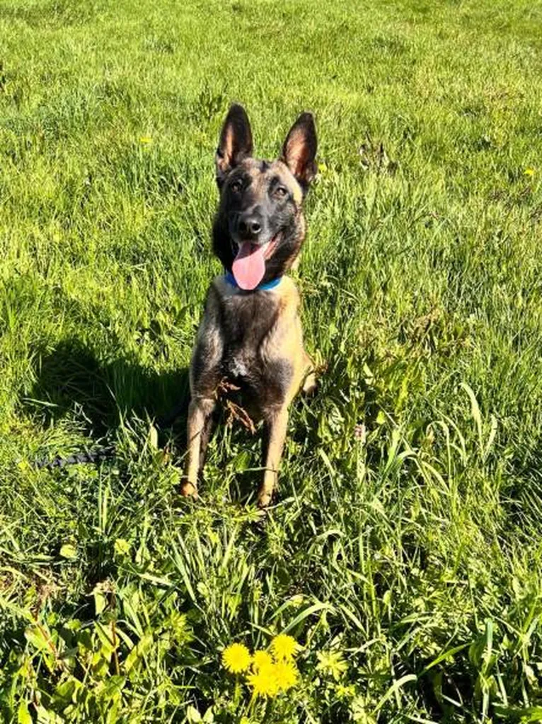 Chienne experte en détection de punaises de lit Canem Detect