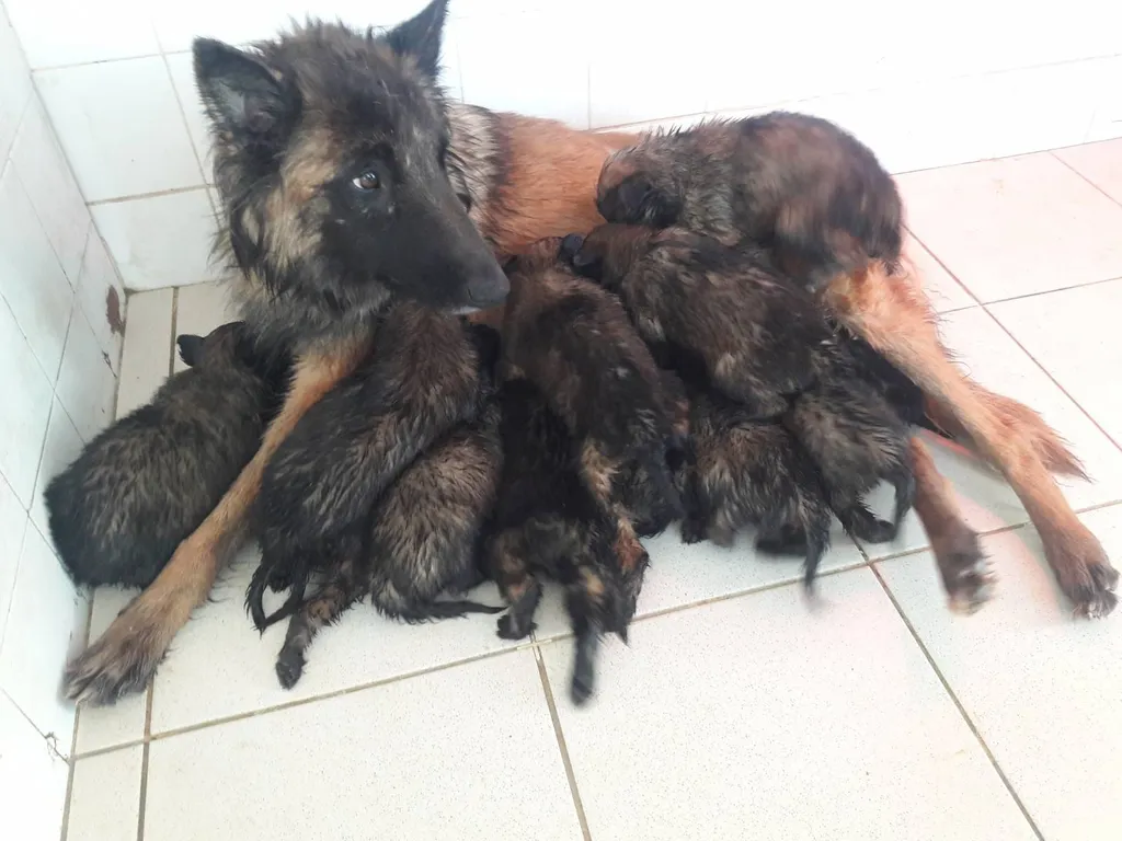 VENTE DE CHIOTS BERGER BELGE TERVUEREN EN PACA