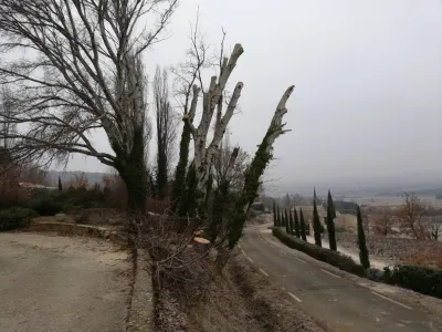 Abattre des arbres dangereux dans le Vaucluse