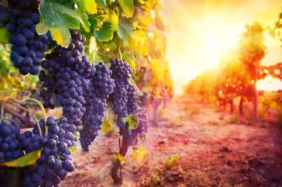 Domaine viticole à Saint andré de cubzac en Gironde 