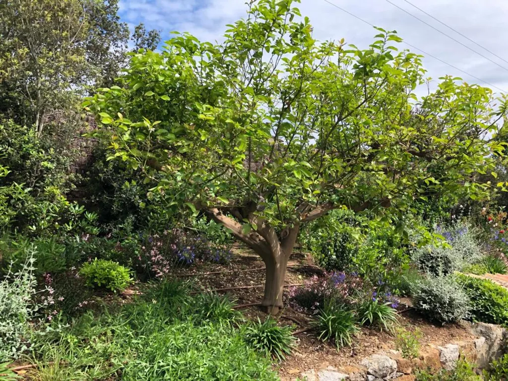 Aménagement paysager complet avec plantations méditerranéennes, pavage granit et éclairage de jardin sur mesure en Corse