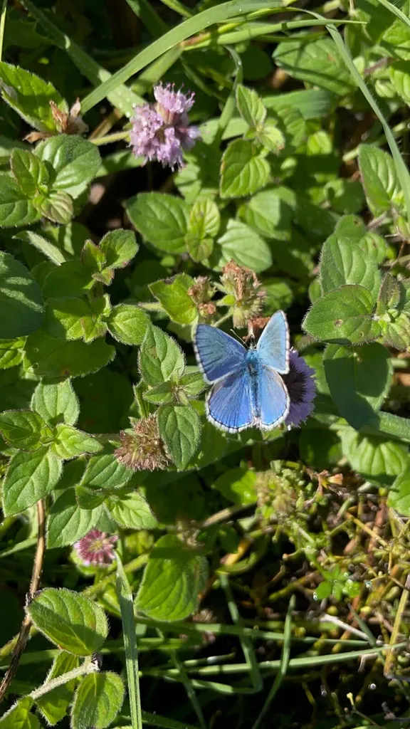 Pourquoi repenser son jardin aujourd’hui vers plus de naturel ?