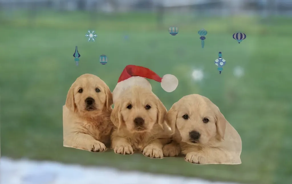 Un Noël au chaud et plein d’attention pour vos chiens et chats