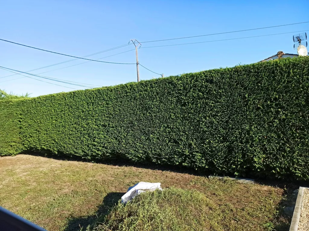 Taille d'une haie de cyprès à cezac en gironde