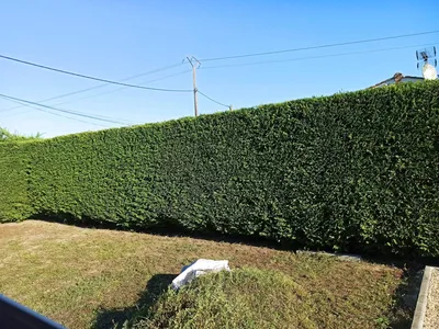 Taille d'une haie de cyprès à cezac en gironde