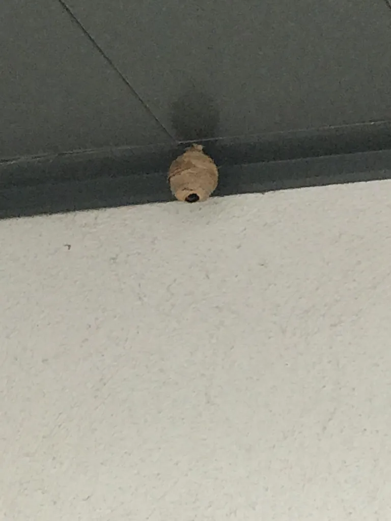 Traitement d’un nid de frelons asiatiques au dessus d’une issue de secours d’un bâtiment professionnel situé à la Duranne à Aix-en-Provence