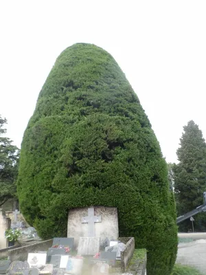 Taupière au cimetière de Barbentane