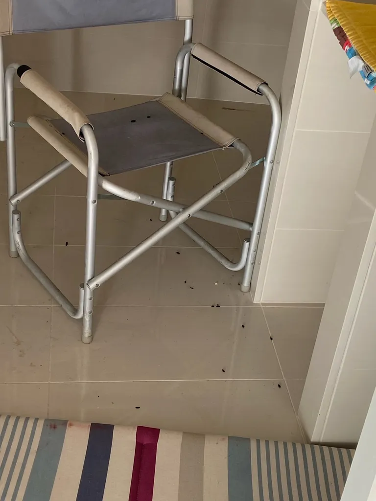 Dératisation suite à une invasion de rats dans une maison individuelle à Marseille 13011