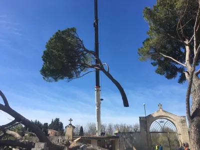 Abattage d'un pin d’Alep dans le Gard