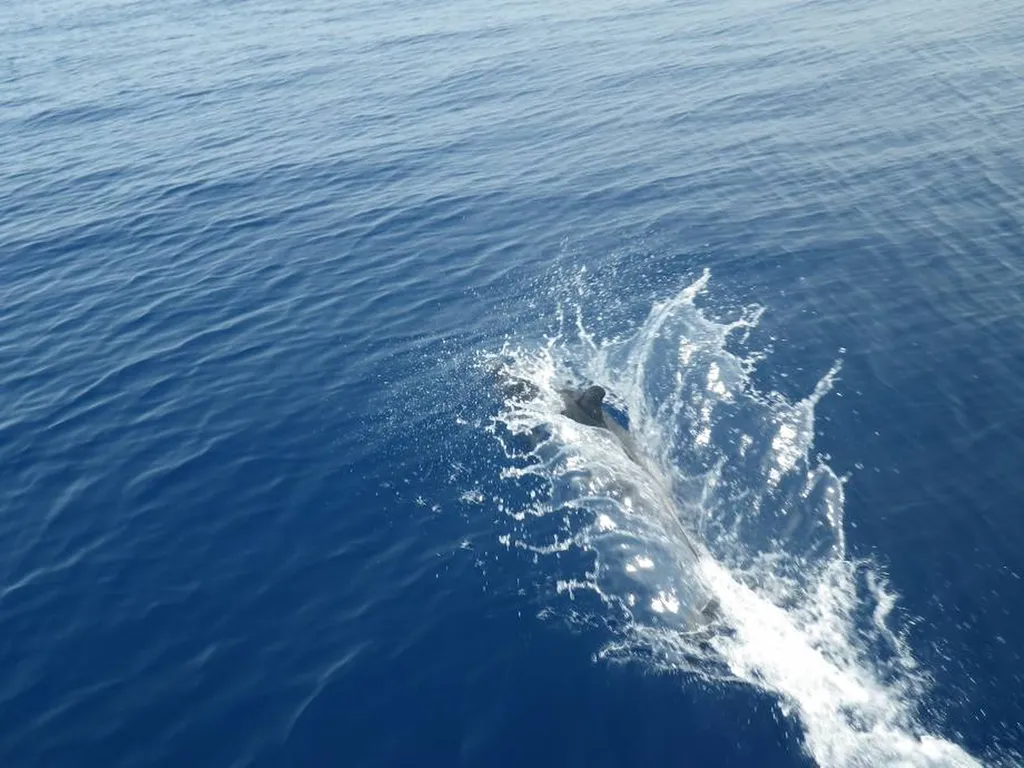 Un dauphin en méditerranée.