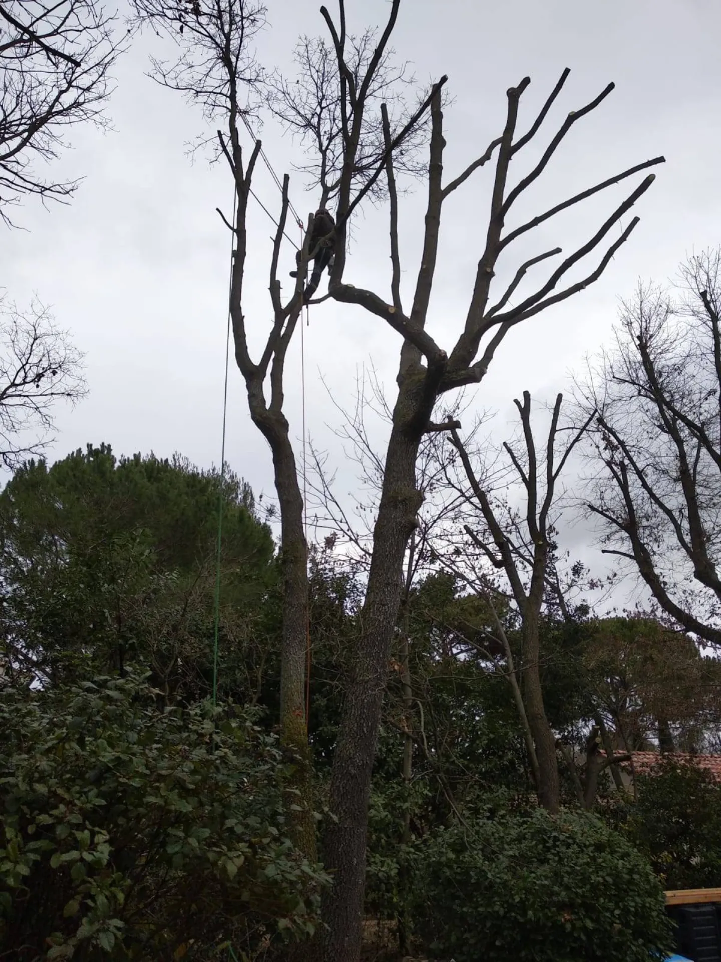 Chantiers de taille de chenes vert et blancs et de cypres aux Pennes Mirabeau Chantiers de taille de chenes vert et blancs et de cypres aux Pennes Mirabeau
