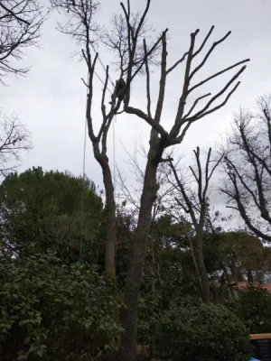 Chantiers de taille de chenes vert et blancs et de cypres aux Pennes Mirabeau
