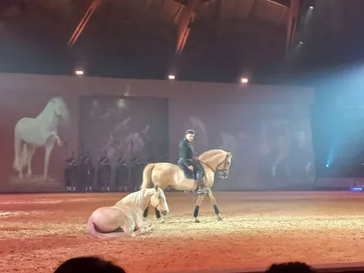 Equipement du salon Cheval passion en Avignon