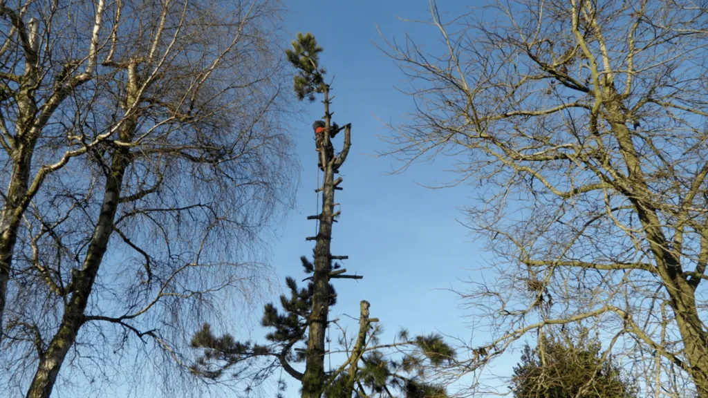 Abattage par démontage 