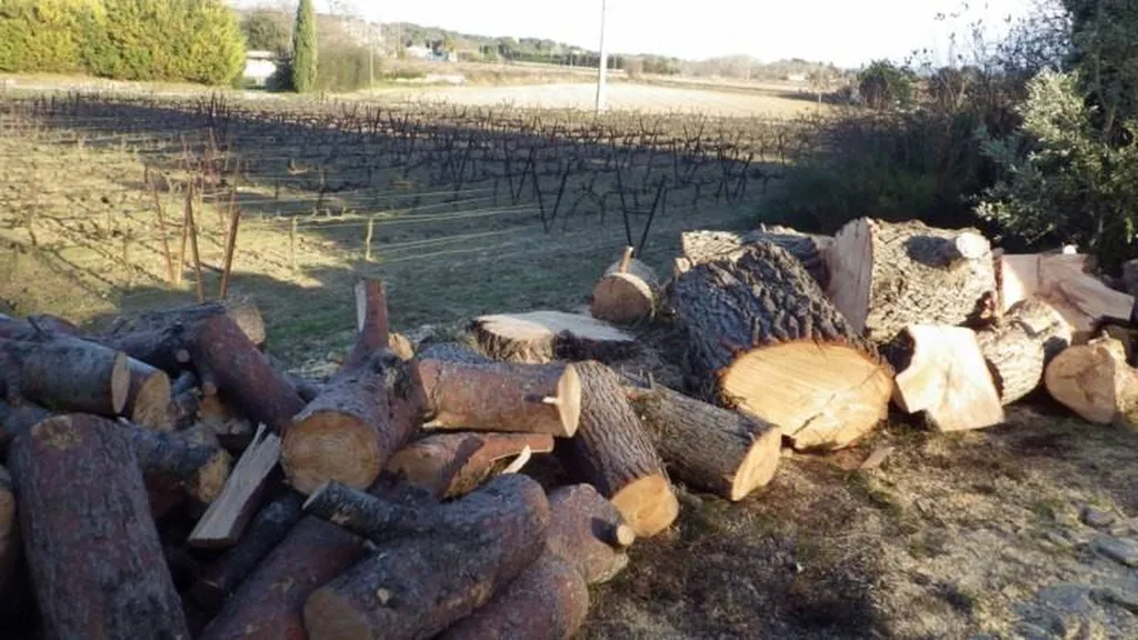 Abattage d'un gros Pin dangereux