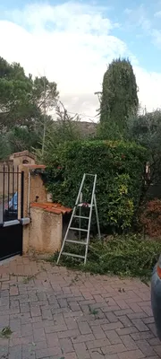 Taille d'un jardin à vaufreges 9ème à Marseille. 