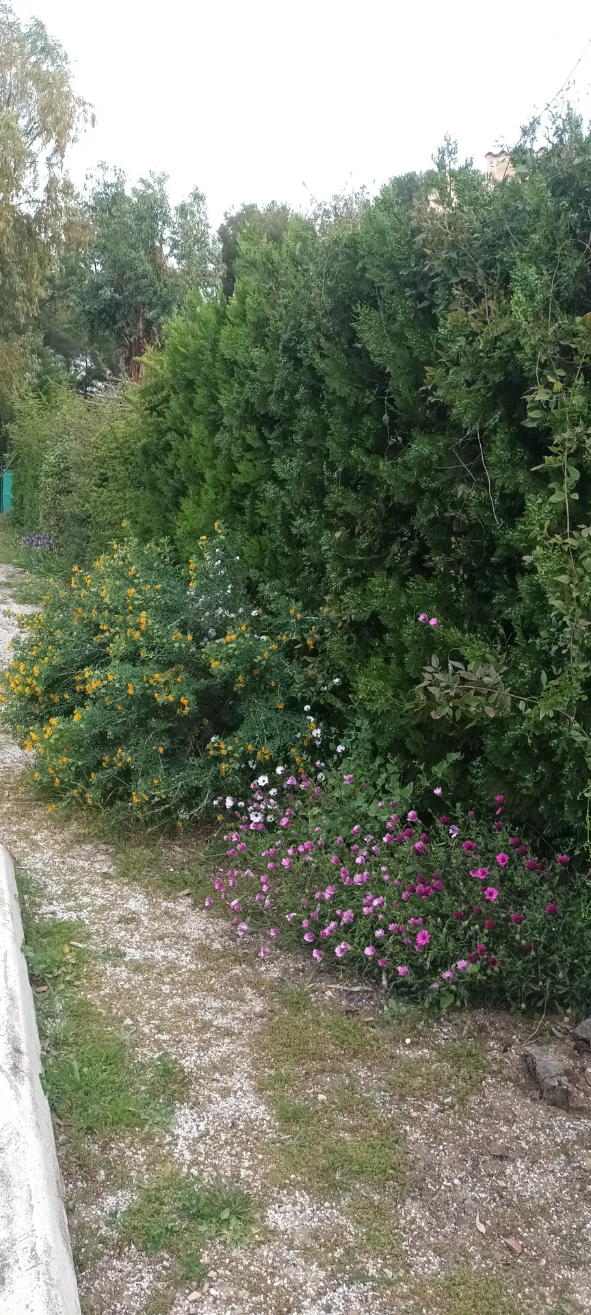 Taille de haie dans le 9ème. 
