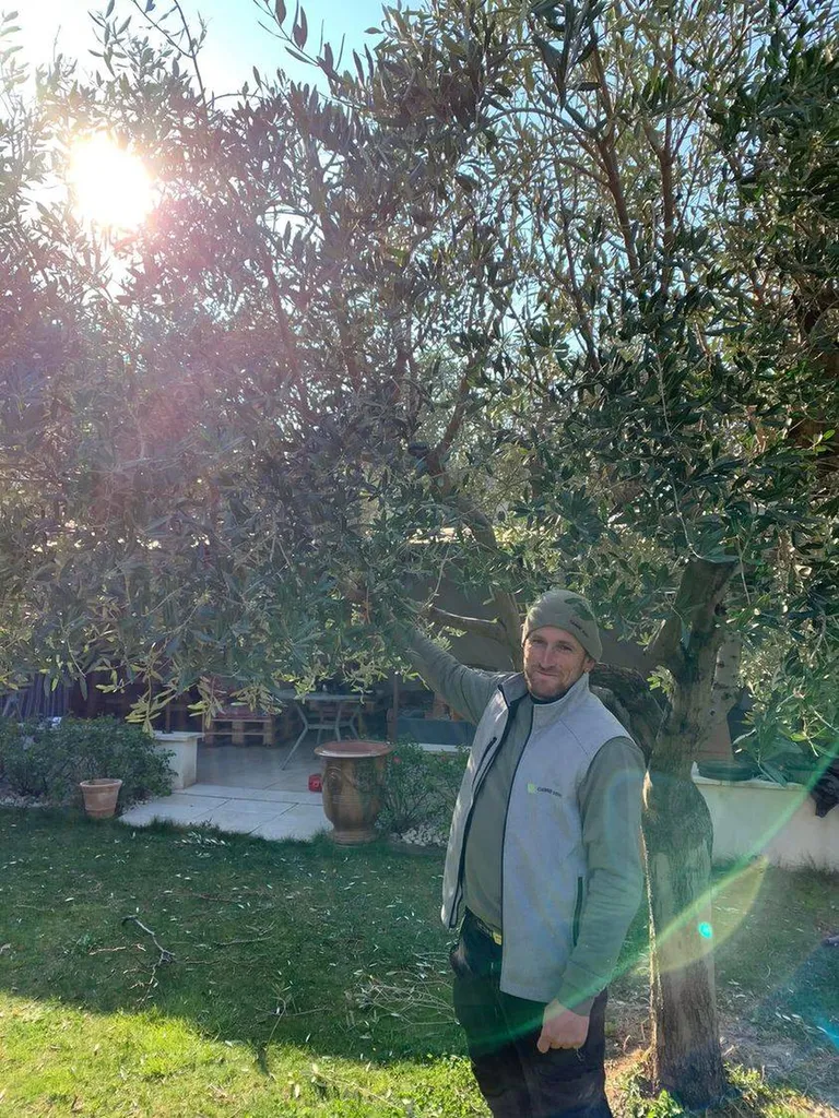 Jardinier pour taille d'oliviers à Eyragues 13630, dans les Alpilles 13430 et alentours de Saint-Rémy-de-Provence 13210, pour un entretien soigné et professionnel