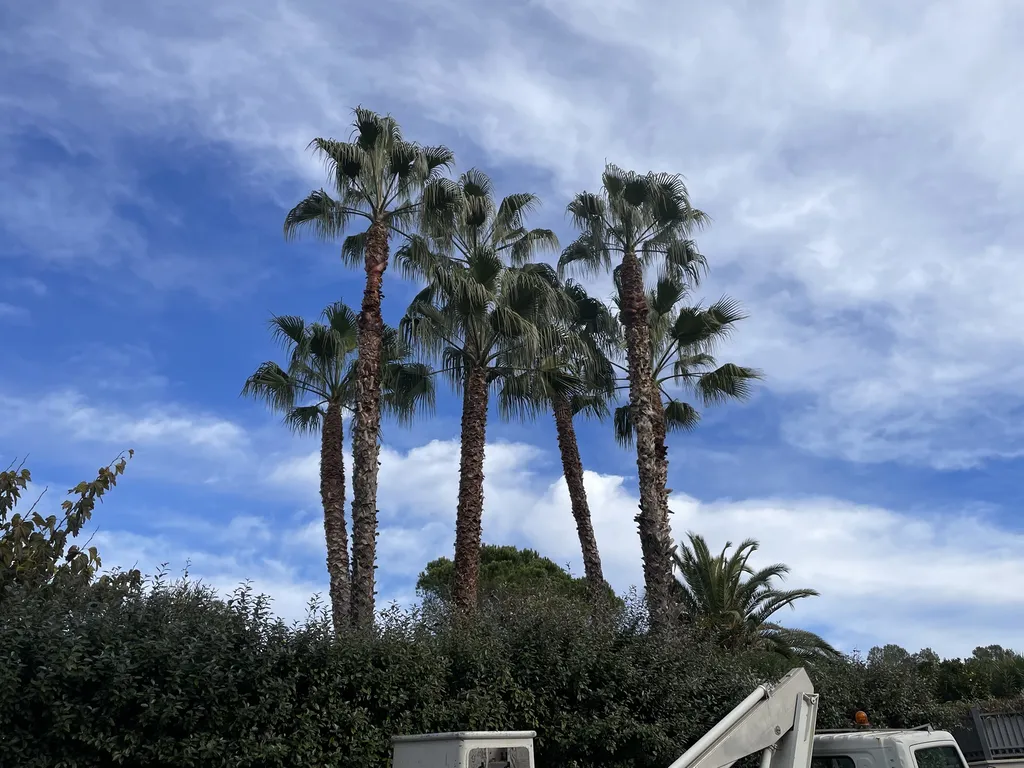 Abattage de pin mort avec nacelle, grue et taille complète de palmiers Washingtonias à Saint-Raphaël