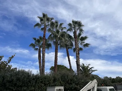 Abattage de pin mort avec nacelle, grue et taille complète de palmiers Washingtonias à Saint-Raphaël