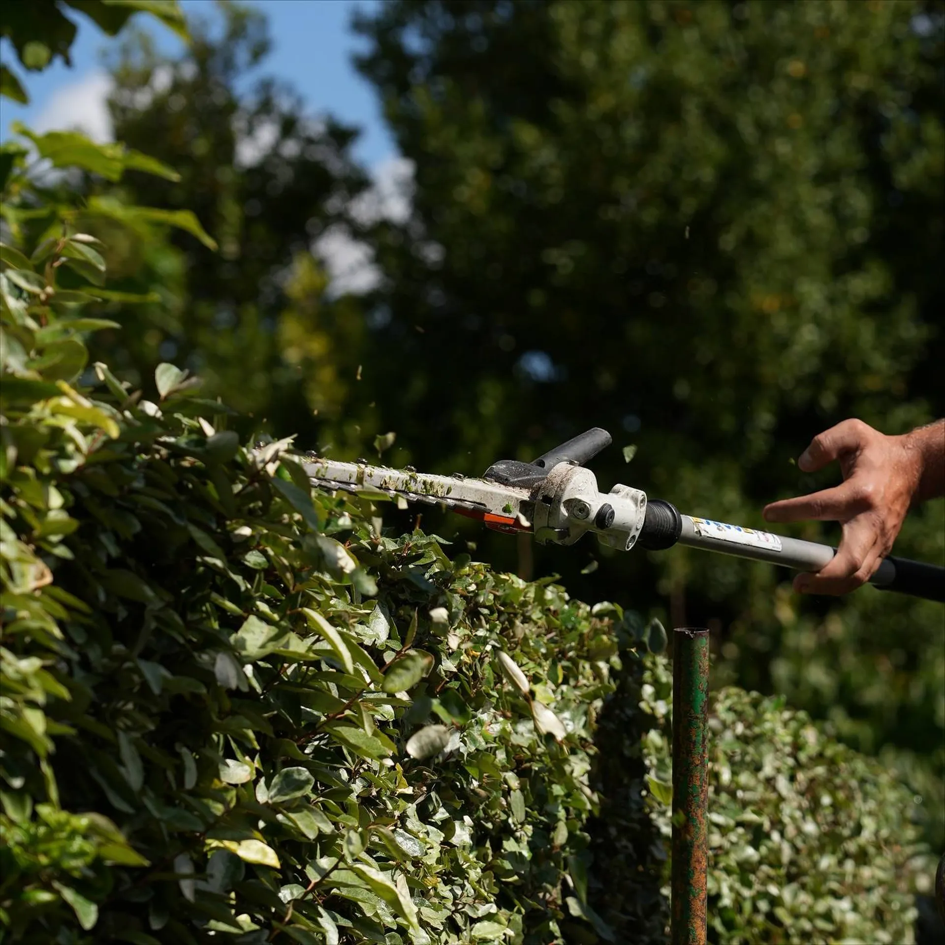 Travail de finition précis sur haie persistante à Saint-Rémy-de-Provence (13210)