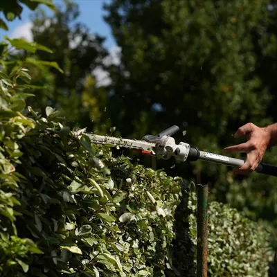 Travail de finition précis sur haie persistante à Saint-Rémy-de-Provence (13210)