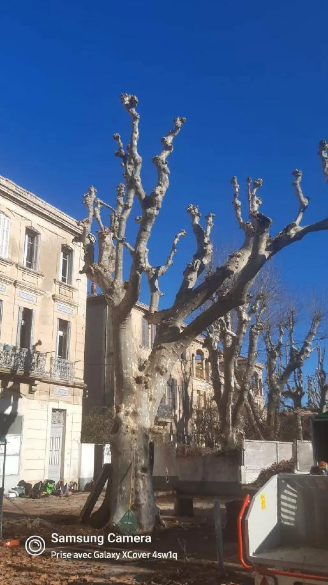 Elagage de 2 gros platanes Salon de Provence Elagage de 2 gros platanes Salon de Provence