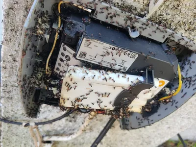 Traitement contre les fourmis pour se débarrasser d'un nid dans le cache du moteur d'un portail électrique à Saint-Priest