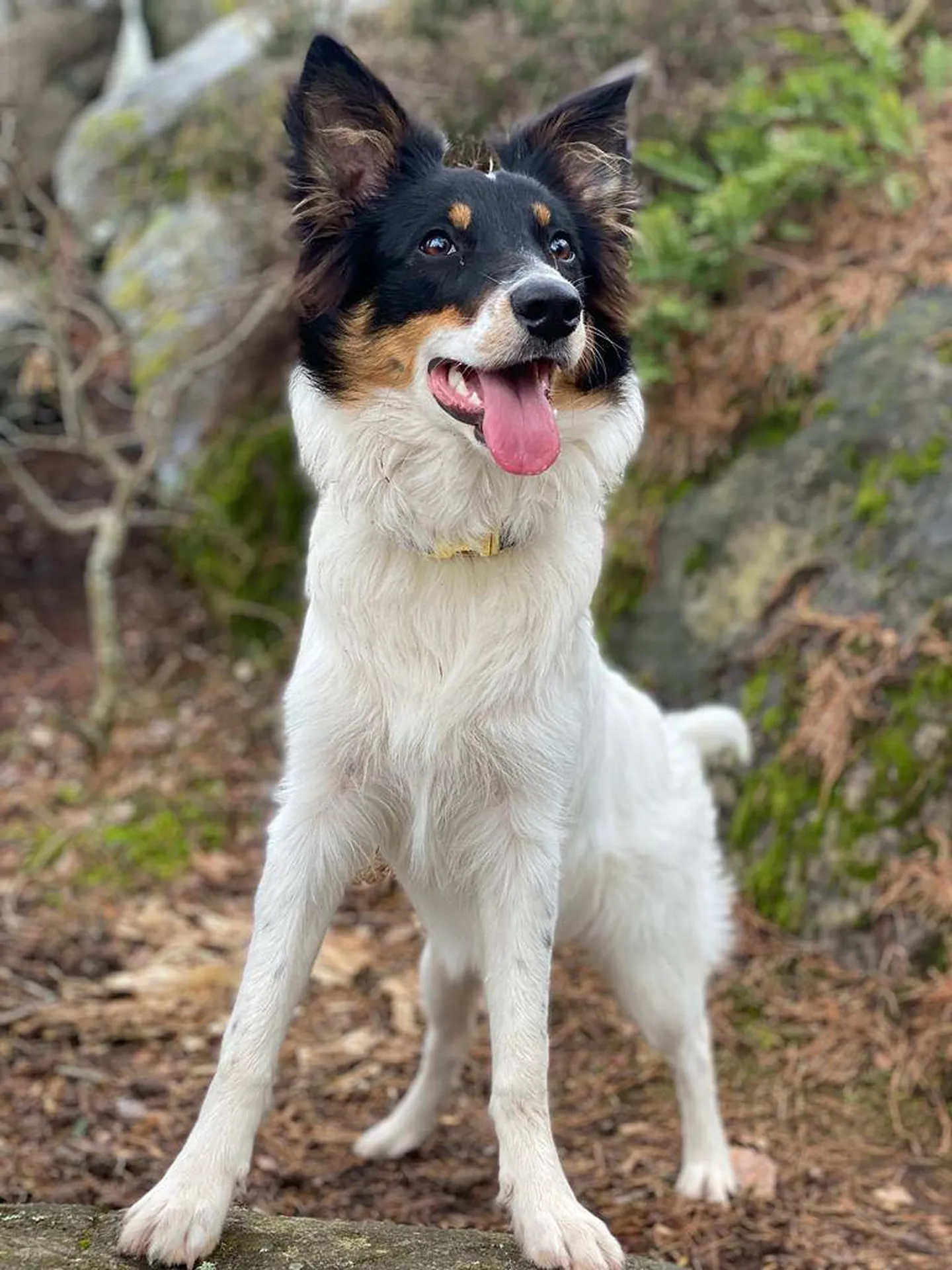 Urgence communication animale à Lyon