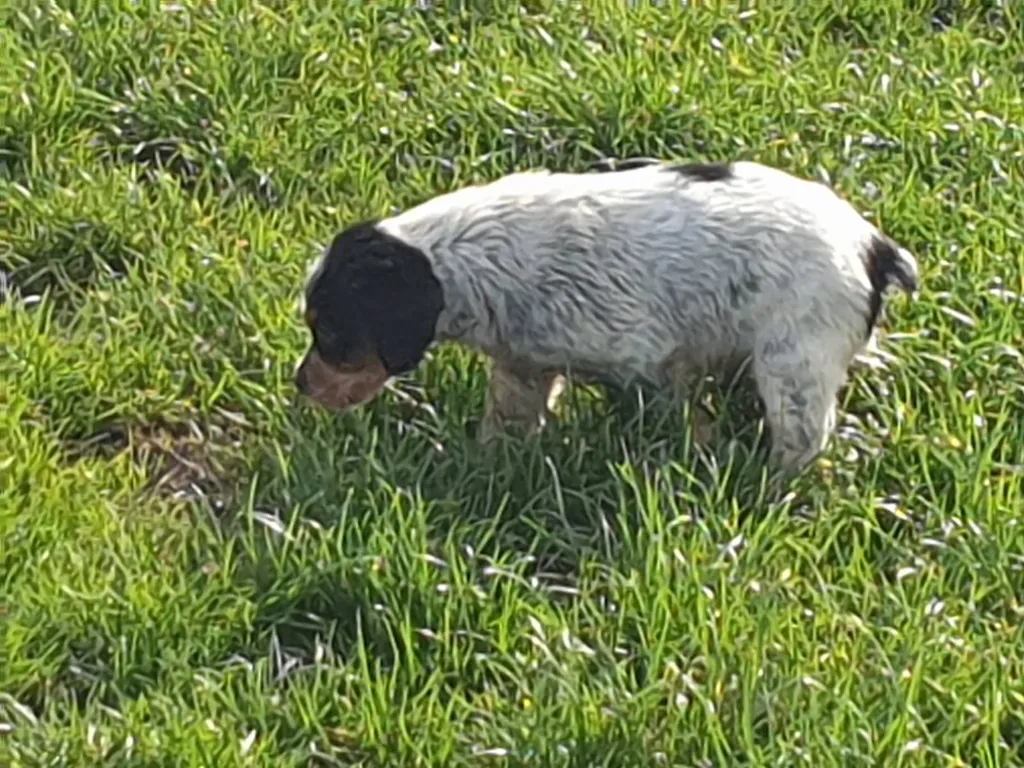 Vente de chiens de race EPAGNEUL BRETON à Avignon
