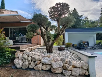 Plantation d'un olivier avec enrochement sur l'un des côtés Sainte-Foy-de-Peyrolières près de Saint-Lys