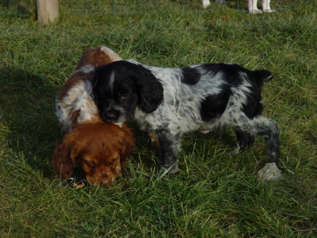 Chiots Epagneul Breton à vendre dans la région PACA