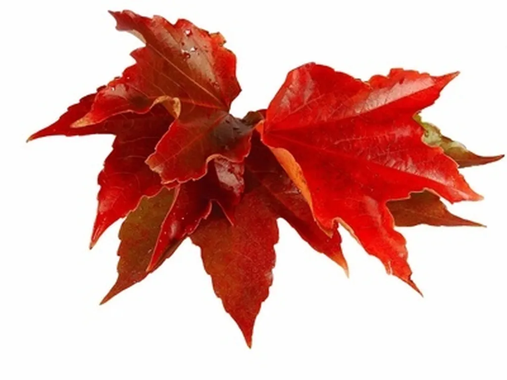 vigne rouge naturactive