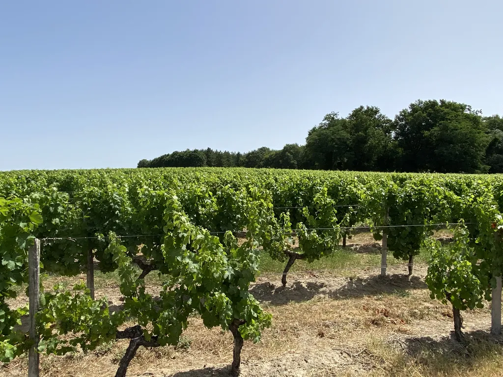 Comprendre le processus des vendanges, nécessaires à la réalisation du vin et à la multiplication des saveurs viticoles