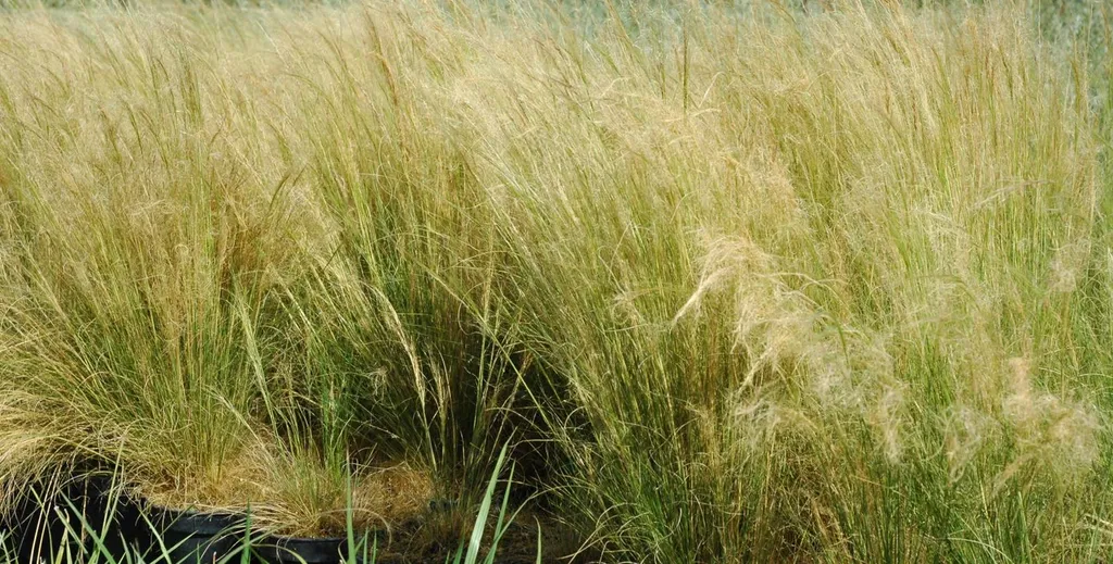 plantes d’extérieures Stipa cheveux d'anges