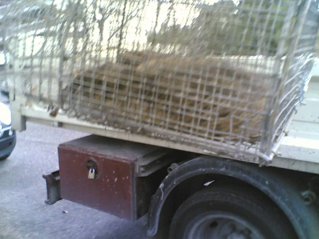 dératisation contre les rats à pelissanne 13300