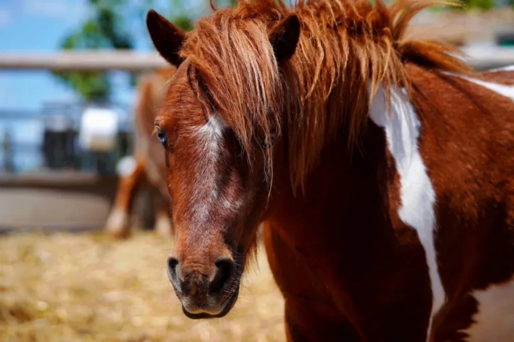 balade pour enfant en petit poney sur le Grau du Roi proche de L'espiguette