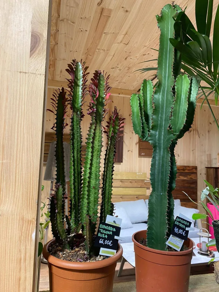 Euphorbia trigonia euphorbia candelabrum cactus